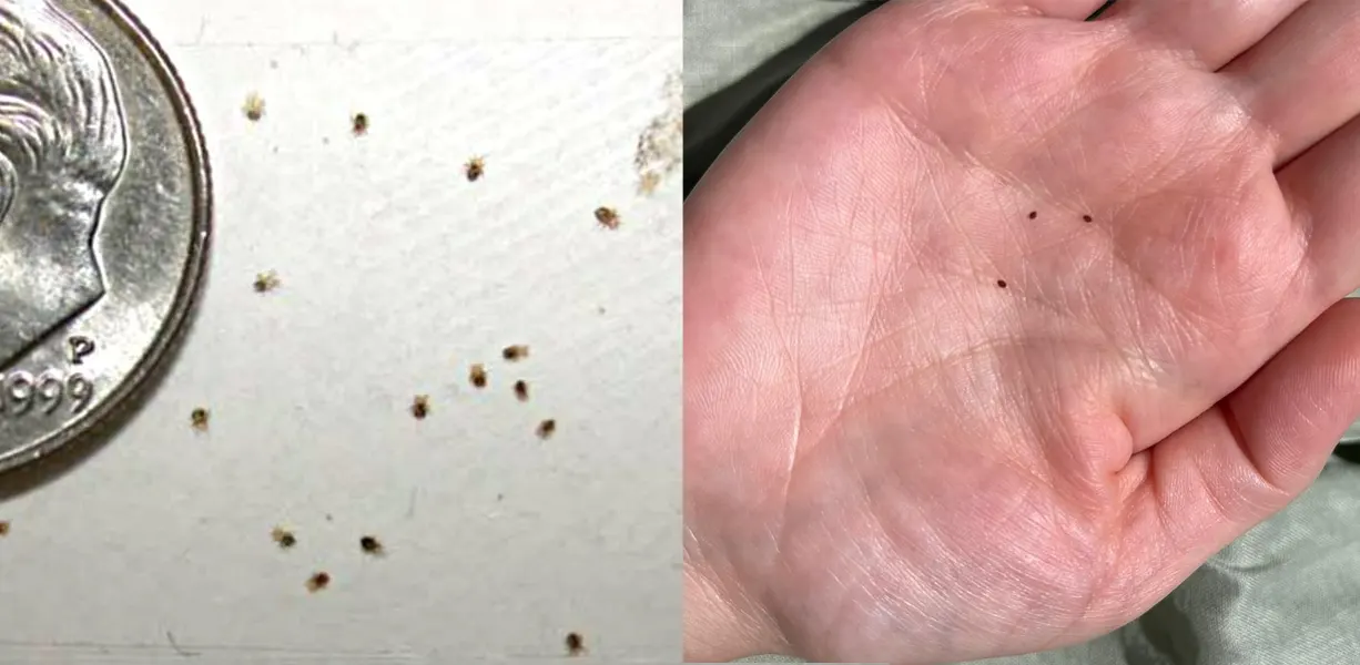 İstanbul'da balkon ve yaşam alanlarında görülen kuş biti (güvercin biti) sorununa karşı Zafer İlaçlama tarafından uygulanan profesyonel kuş biti ilaçlama hizmeti.
