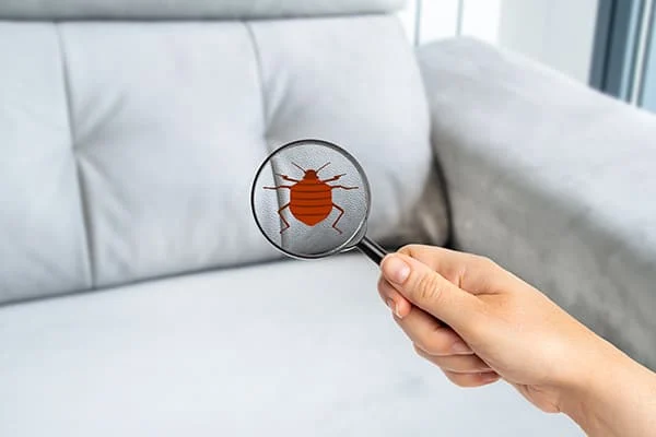 Güvercin Biti Eve Yayılır mı? Evde Ne Kadar Yaşar?