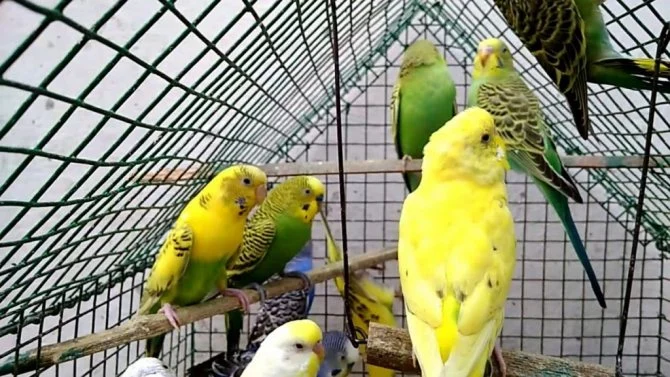 Kuş Biti Hastalık Bulaştırır mı? Güvercin Biti Zararlı mıdır? Kuş Biti Hastalık Bulaştırır mı? Güvercin Biti Zararlı mıdır?