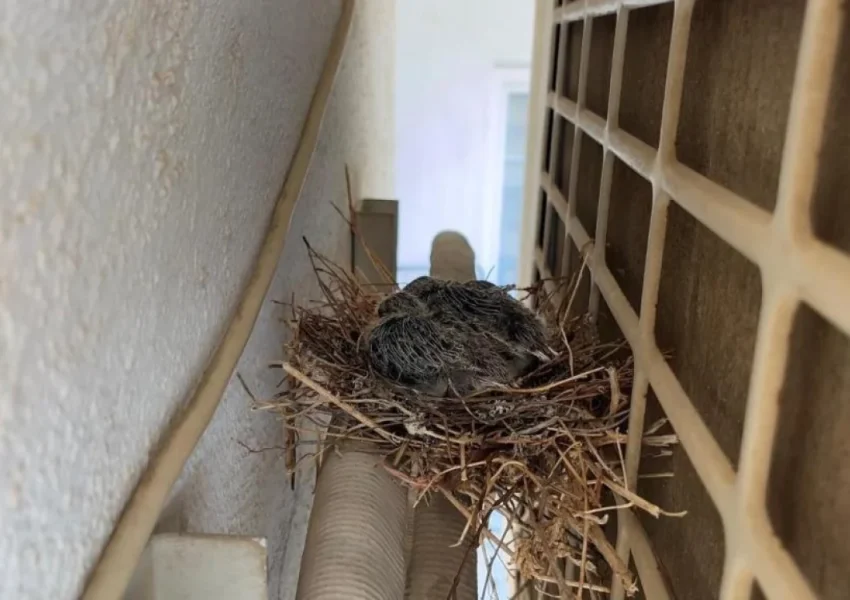 Kuş Yuvası Bit Yapar mı? Balkon ve Klima Dış Ünitesi Riskleri