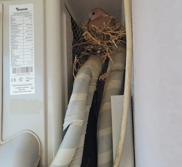 Kuş Yuvası Bit Yapar mı? Balkon ve Klima Dış Ünitesi Riskleri