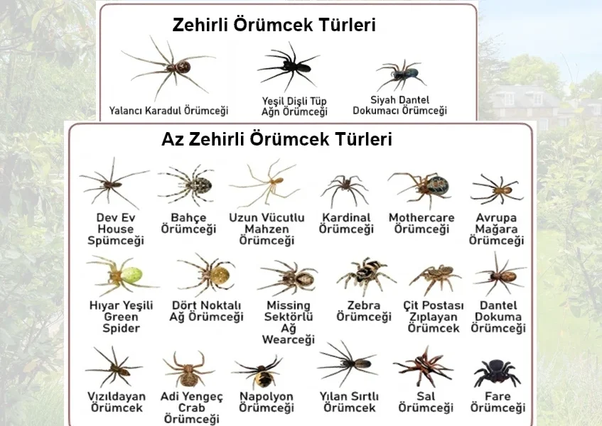 Örümcek İlaçlama Çözüm Süreci Örümcek İlaçlama için profesyonel çözüm
